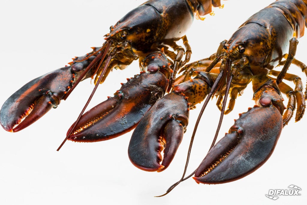 Homard bleu européen Difalux Namur