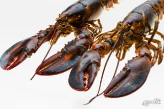 Baby homard vivant